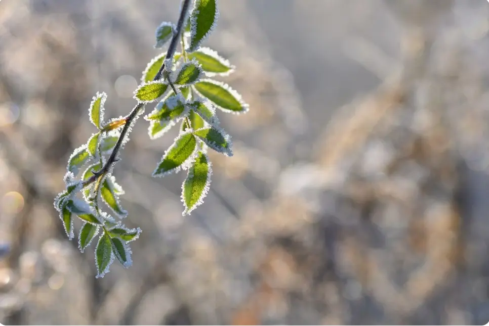 winter morning paragraph