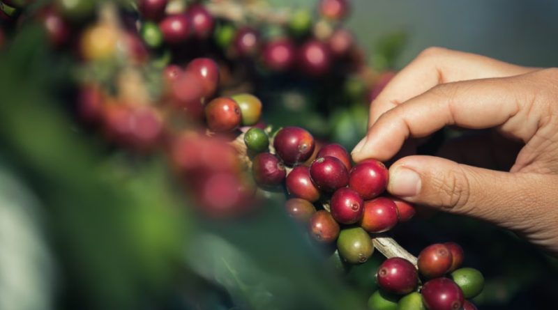 Fair Trade coffee