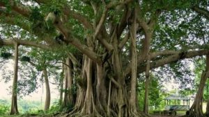 autobiography of a banyan tree in bengali
